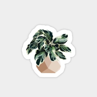 Calathea White Fusion Sticker